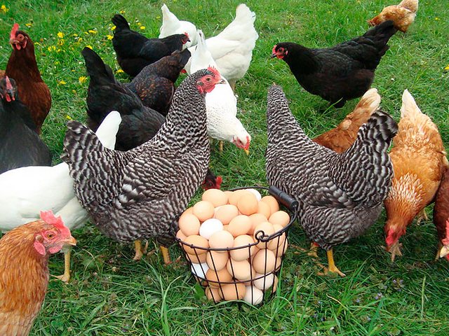 Содержание кур и уход за ними | ЗооТом - продажа, вязка и услуги для животных в Верхнеуральске