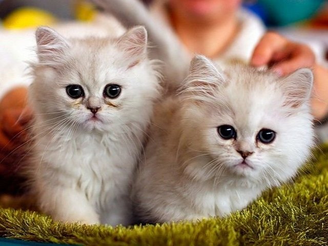 Породы кошек в Верхнеуральске | ЗооТом портал о животных