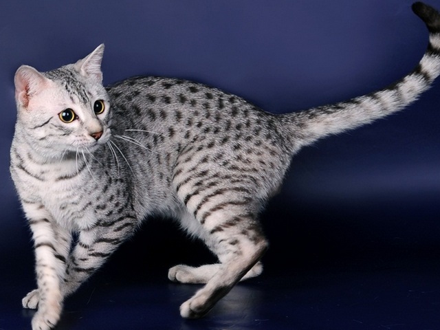 Породы кошек в Верхнеуральске | ЗооТом портал о животных