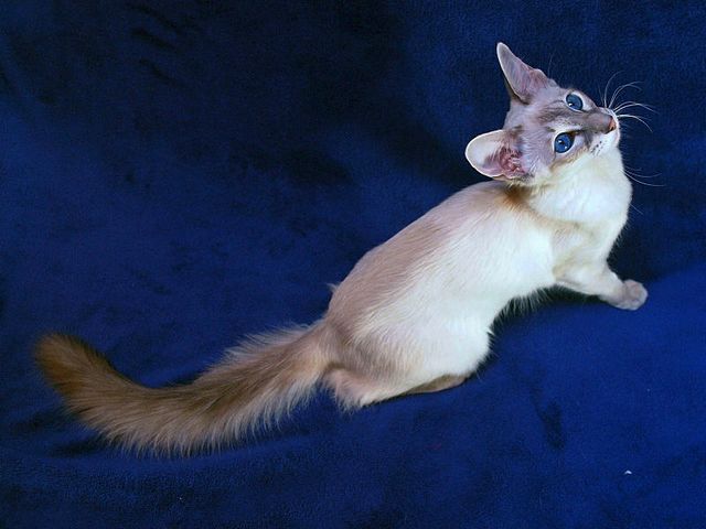 Выведенные породы кошек в Верхнеуральске | ЗооТом портал о животных