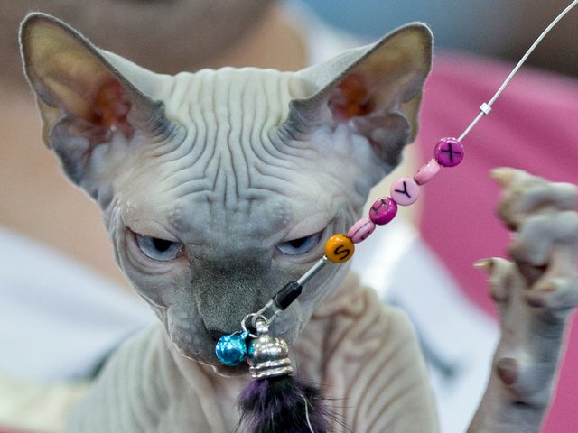 Выставки кошек в Верхнеуральске | ЗооТом портал о животных