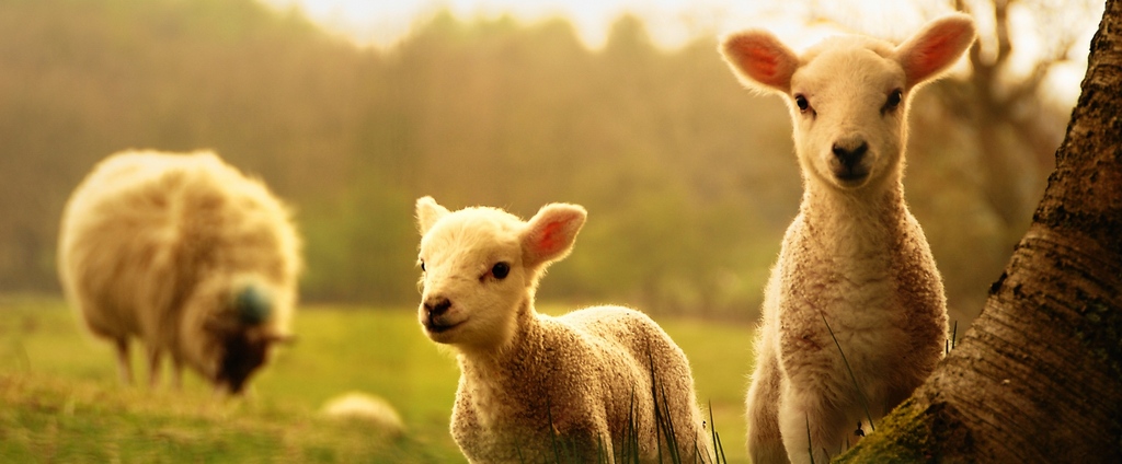 Объявления о сельскохозяйственных животных | ЗооТом - продажа, вязка и услуги для животных в Верхнеуральске
