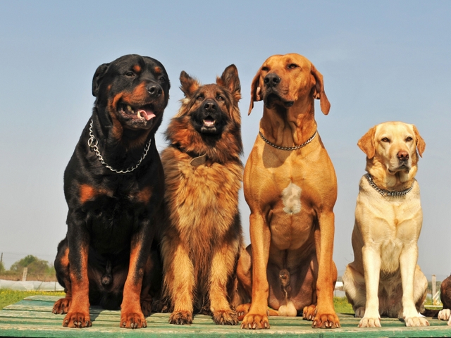Крупные породы собак в Верхнеуральске | ЗооТом портал о животных