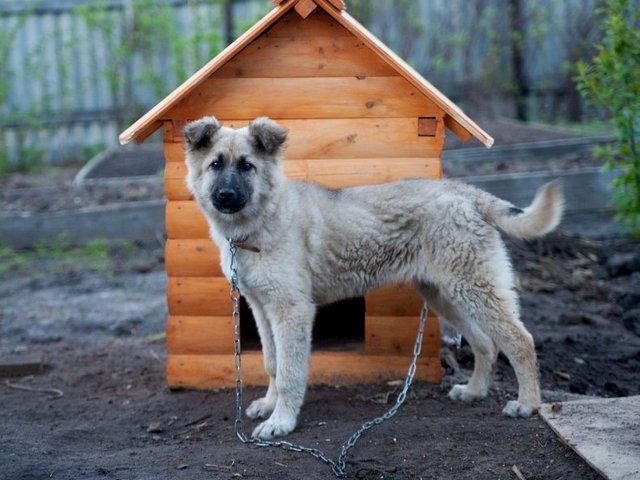 Все о собаках в Верхнеуральске Все о собаках в Верхнеуральске
